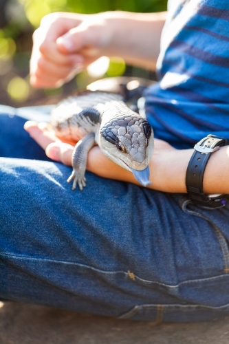 Pet blue-tongued lizard outside in garden with owner