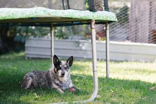 Pet Cattle Dog in backyard - Australian Stock Image