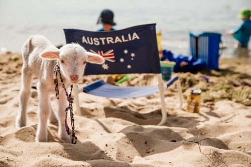 Pet lamb on a beach on australia day