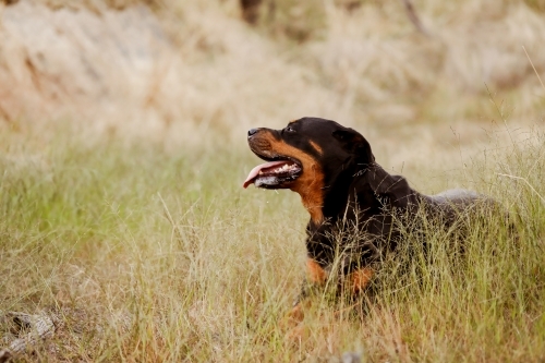 Pet rottweiler dog lying in long grass panting with tongue out - Australian Stock Image