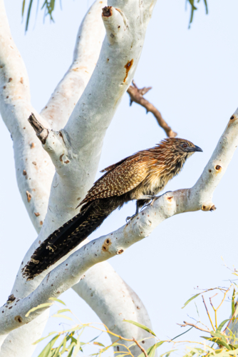 Pheasant Coucal perched high in a white gum tree - Australian Stock Image