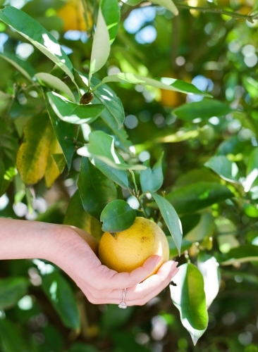 Picking lemons on a summer day - Australian Stock Image