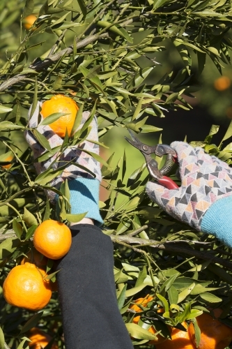 Picking mandarins with pruner and wearing gloves