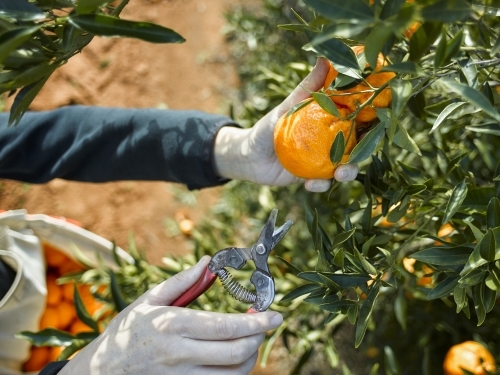 Picking mandarins with pruner