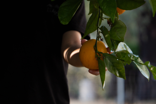 Picking oranges - Australian Stock Image