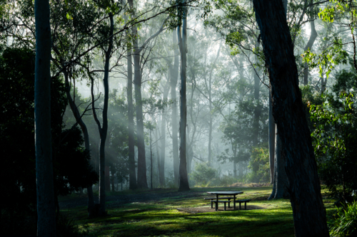 Picnic table in a park with trees & fog - Australian Stock Image