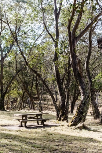 Picnic table in front of bushland - Australian Stock Image