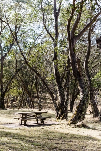 Picnic table in front of bushland