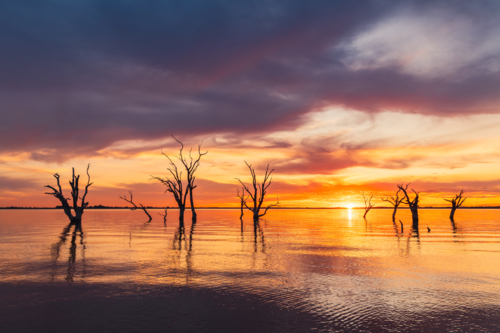 Picturesque sunset with Barren dead gum trees emerging from the calm waters of Lake Bonney - Australian Stock Image