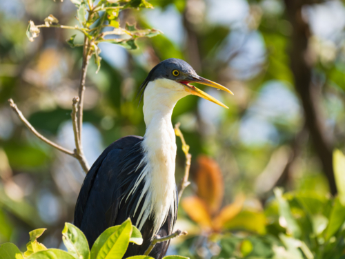 Pied heron calling while perched among green foliage - Australian Stock Image