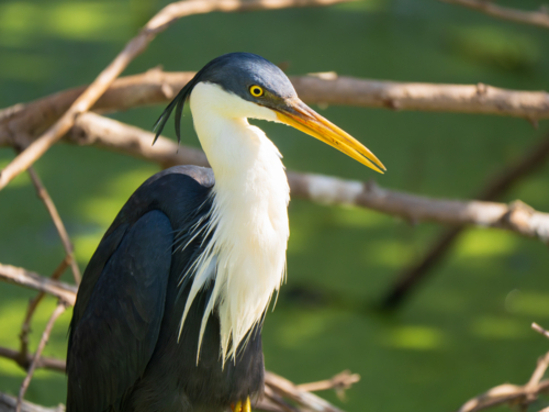 Pied Heron (Egretta picata) perched among branches above green wetland - Australian Stock Image