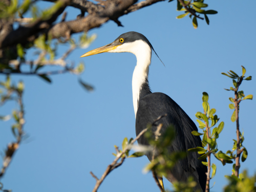 Pied heron perched in tree against clear blue sky - Australian Stock Image
