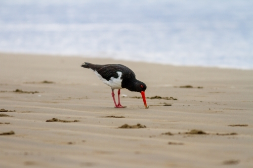 Pied oystercatcher eating on the beach - Australian Stock Image