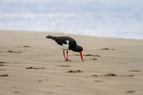 Pied oystercatcher eating on the beach
