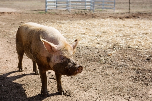 Pig half covered in mud on a farm - Australian Stock Image