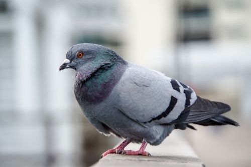 Pigeon standing on railing - Australian Stock Image