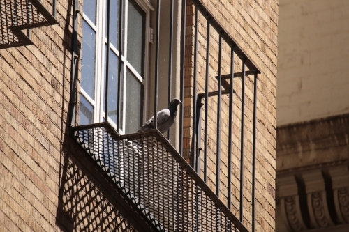 Pigeon standing on the edge of a balcony outside - Australian Stock Image