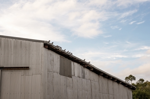 Pigeons sitting on old shed roof - Australian Stock Image