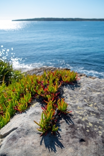 Pigface (Carpobrotus) on sandstone along coastline taken with low depth of field - Australian Stock Image