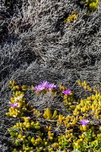 Pigface grass with pink flowers blooming in the sun - Australian Stock Image