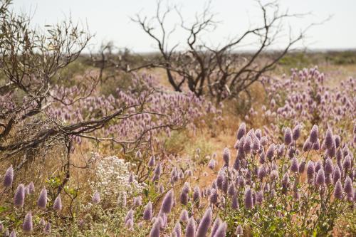 Pilbara roadside mulla mulla wildflowers - Australian Stock Image