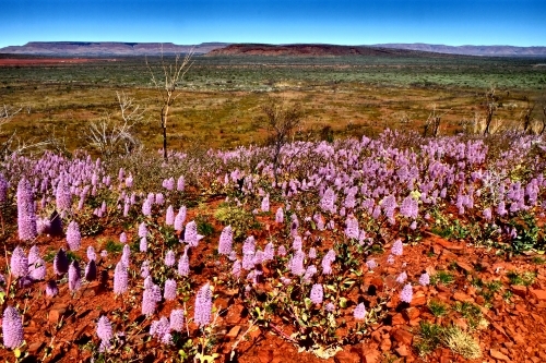 Pilbara Wildflower Trail - Australian Stock Image