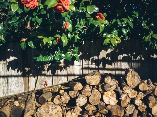Pile of wood in the garden - Australian Stock Image