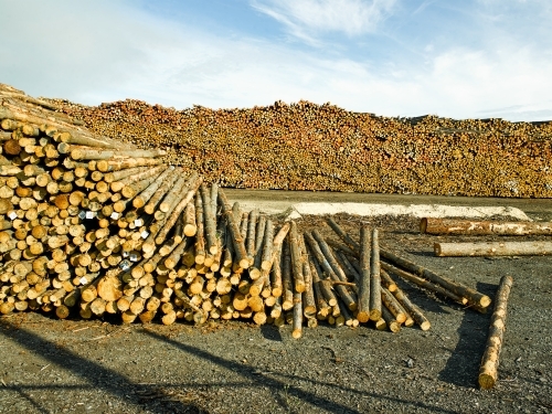 Piles of logs in a yard