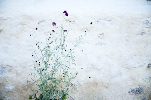Pin-cushion flower against stone wall - Australian Stock Image