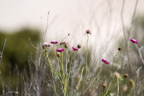 Pincushion flowers with sand dune in background - Australian Stock Image