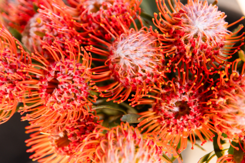 Pincushion protea flower detail in floral bouquet - Australian Stock Image