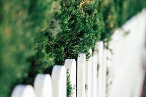 Pine branches and white wooden fence - Australian Stock Image