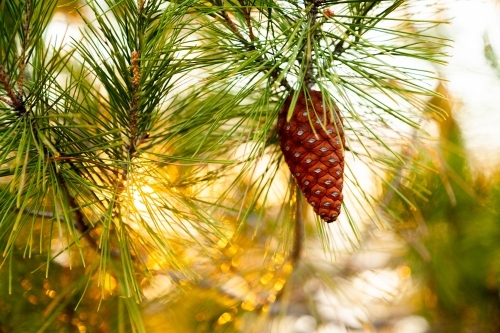 pine cone on tree and golden light - Australian Stock Image