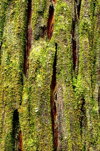 Pine (conifer) tree trunk native to Tasmania covered in moss - Australian Stock Image