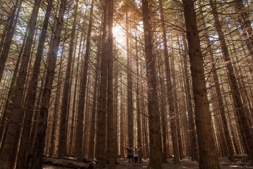 Pine forest - Australian Stock Image