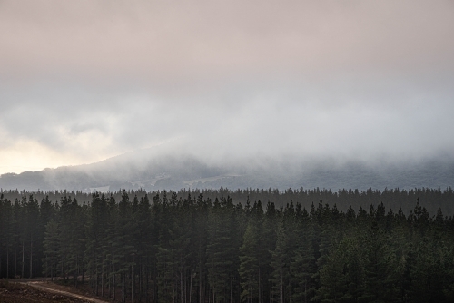 Pine forest near the macedon mountain ranges with low clouds - Australian Stock Image
