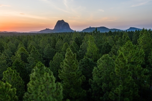 Pine forest with the Glasshouse Mountains in the background - Australian Stock Image