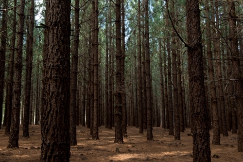 Pine Forrest