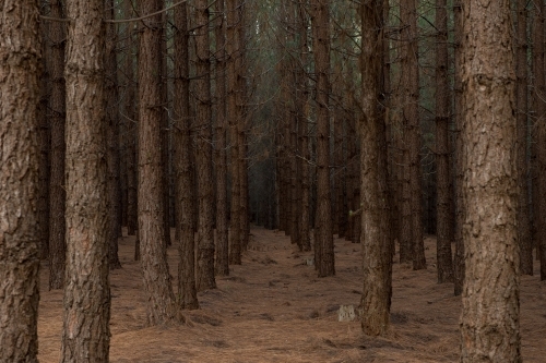Pine Forrest - Australian Stock Image