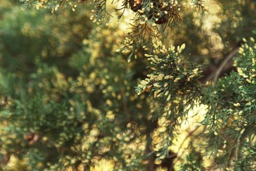 Pine tree in flower in the afternoon light - Australian Stock Image
