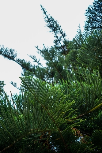 Pine tree leaves - Australian Stock Image