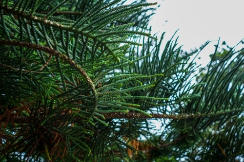 Pine tree leaves - Australian Stock Image