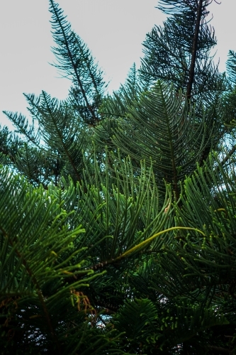 Pine tree leaves
