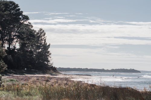 Pine trees and grasses on edge of beach and ocean - Australian Stock Image