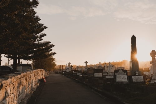 Pine trees line the outer road of Waverley Cemetery at sunset. - Australian Stock Image