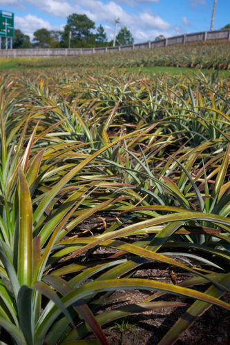 Pineapple farm - Australian Stock Image