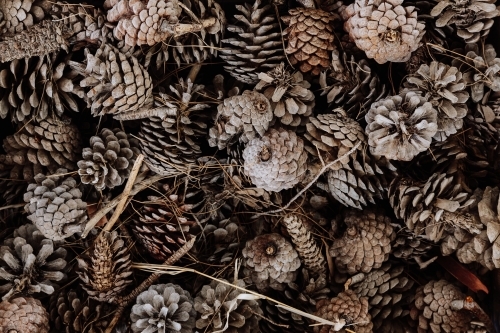 Pinecones ready for winter fires - Australian Stock Image