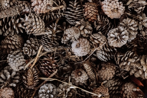 Pinecones ready for winter fires
