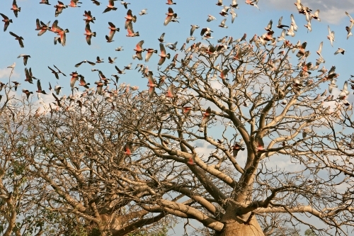 Pink and grey galahs in boab tree