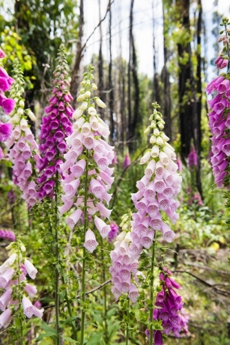 Pink and purple foxgloves growing in the bush - Australian Stock Image